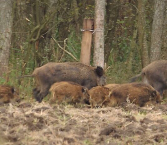 У волинському лісі зафіксували диких кабанів