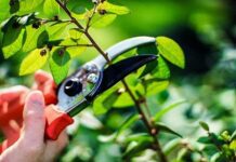 Як правильно обрізати плодові дерева: поради волинського агронома