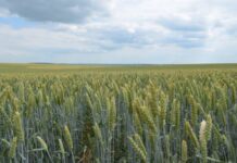 Волинь зайняла 6 місце у рейтингу екологічно чистих регіонів України