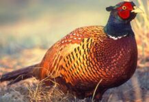 У волинському лісництві з’явились фазани