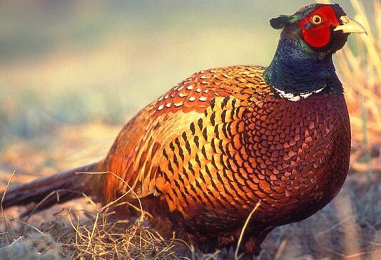 У волинському лісництві з’явились фазани