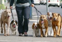 Юлія Сиротинська розповіла про штрафи для власників собак