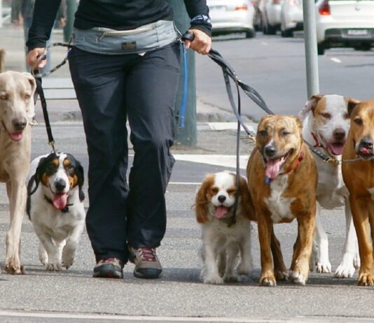 Юлія Сиротинська розповіла про штрафи для власників собак