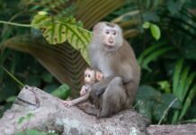 У Луцькому зоопарку знову поповнення: як почувають себе мама та доня