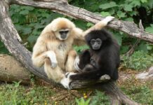 Луцький зоопарк поповнився новими тваринами