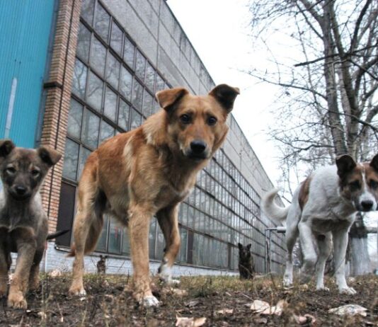 Что за собаки бегают Луцком?