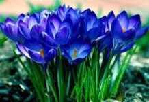 Купувати квіти тепер небезпечно: штрафи немалі