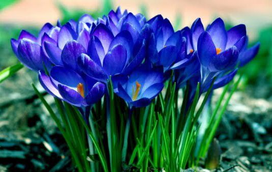 Покупать цветы теперь опасно: штрафы немалые