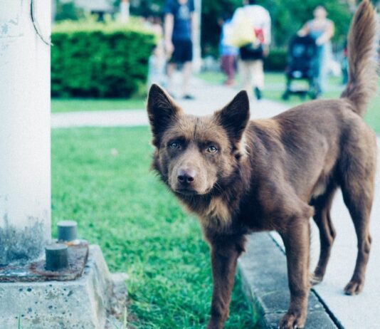 Луцьк за прихист бездомних собачок