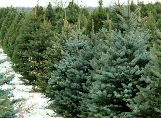 Стало известно, сколько будут стоить елки в Луцке в этому году