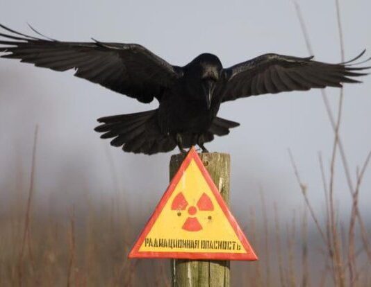 Уникальные животные Чернобыля: исследователи впервые их увидели