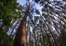 Волинські лісівники розповіли про свої успіхи за 2018 рік