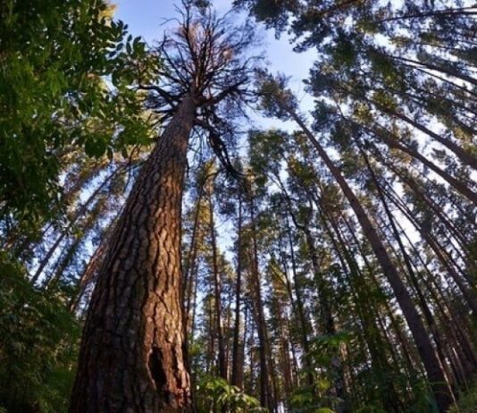 Волинські лісівники розповіли про свої успіхи за 2018 рік