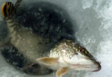 Волинян закликають допомогти не загинути рибі у місцевих водоймах