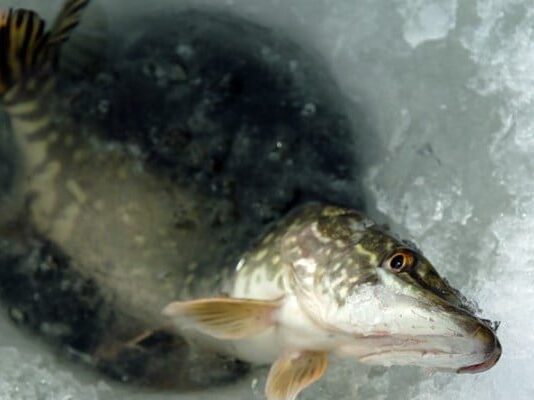 Волинян закликають допомогти не загинути рибі у місцевих водоймах