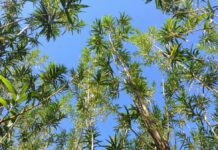 Вербові плантації на Волині як нове джерело енергії