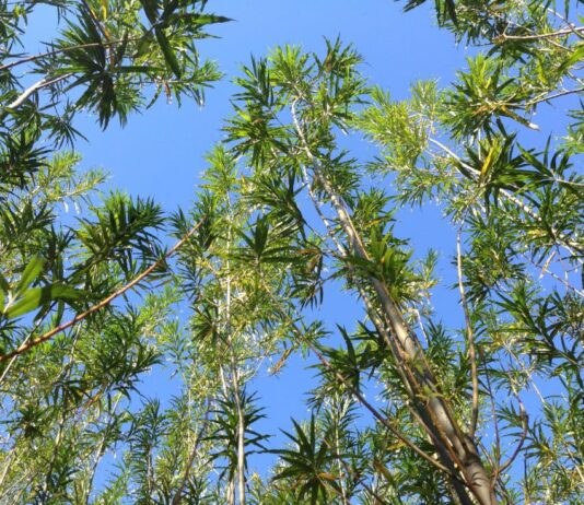 Вербові плантації на Волині як нове джерело енергії