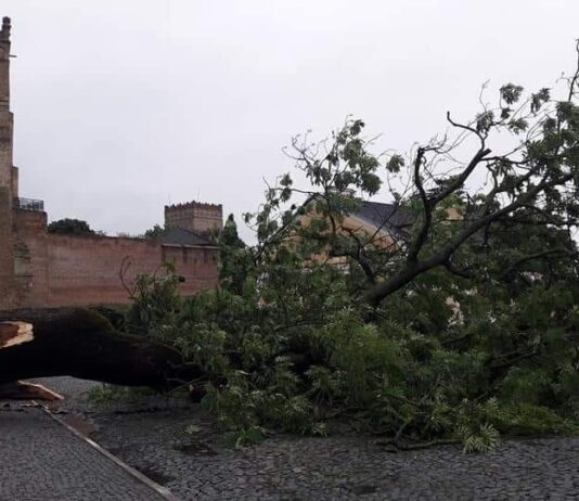 У Луцьку замість Лесиного ясена висадили нове дерево