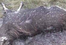 У волинському лісі знайшли застреленого лося: шукають винних