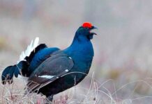 На Волині мисливці вбили червонокнижного птаха