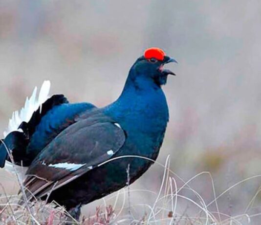 На Волині мисливці вбили червонокнижного птаха