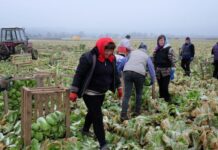 У селі Луцького району вирощують капустяні плантації пекінки