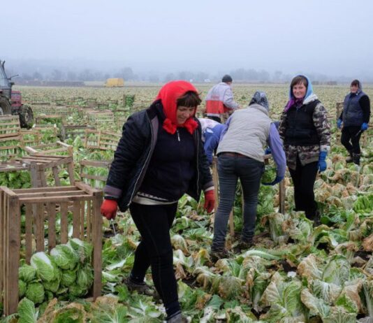 У селі Луцького району вирощують капустяні плантації пекінки