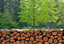 Чи дозволяє закон збирати дрова в лісі: пояснення луцького юриста