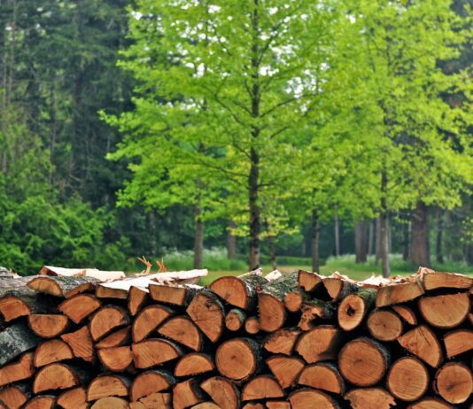 Чи дозволяє закон збирати дрова в лісі: пояснення луцького юриста