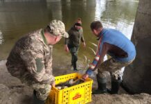 Короп та щука: у Стир запустили понад тонну риби