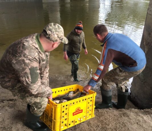 Короп та щука: у Стир запустили понад тонну риби