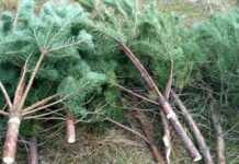 Новорічні дерева з Волині продають по всій Україні