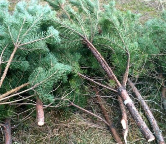 Новорічні дерева з Волині продають по всій Україні