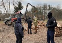 На Волині провели понад десять обшуків через незаконну вирубку лісу