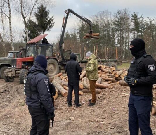 На Волині провели понад десять обшуків через незаконну вирубку лісу