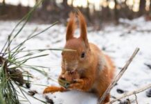 Якою буде зима на Волині: прогноз народного синоптика