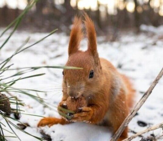 Якою буде зима на Волині: прогноз народного синоптика