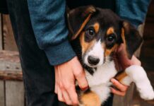 Як лучани можуть долучитися до порятунку безпритульних тварин?