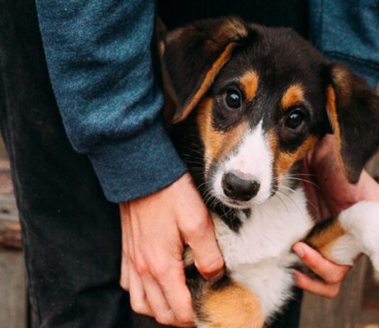 Як лучани можуть долучитися до порятунку безпритульних тварин?