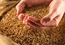 Зерно з високою врожайністю: волинські селекціонери винайшли новий сорт пшениці