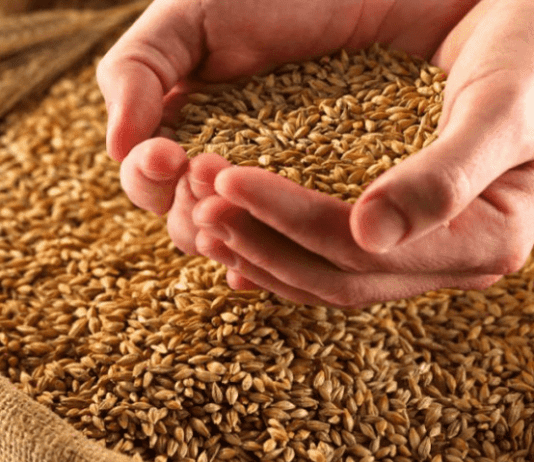 Зерно з високою врожайністю: волинські селекціонери винайшли новий сорт пшениці