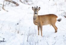 Як на Волині допомагають тваринам пережити зиму?