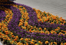 Як озеленюють Луцьк та Ковель: у містах – сезон сакур