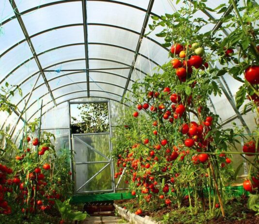 Де купити недорого якісну теплицю