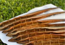 Як на озері Світязь з’явилися вугрі