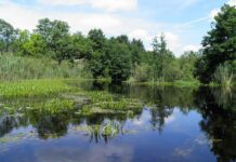 Поліська Амазонія: історія та особливості річки Стохід