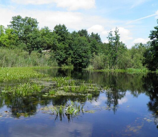 Поліська Амазонія: історія та особливості річки Стохід