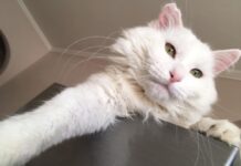 “Мурчик”-паломник та доларовий “Біляшик”: топ історії відомих котів Луцька