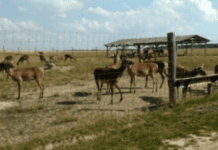 Особливості та різноманіття ферм на Волині