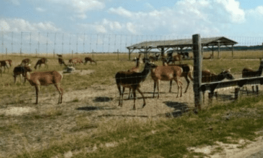 Особливості та різноманіття ферм на Волині